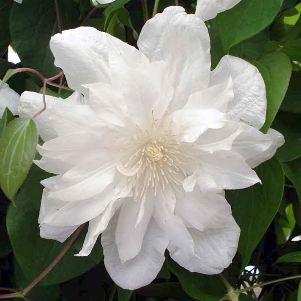 Clematis Sylvia Denny