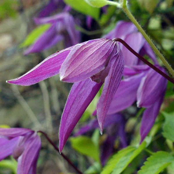 Clematis Tage Lundell