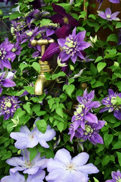 Clematis Taiga