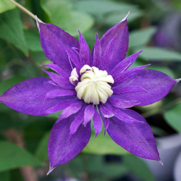 Clematis Taiga