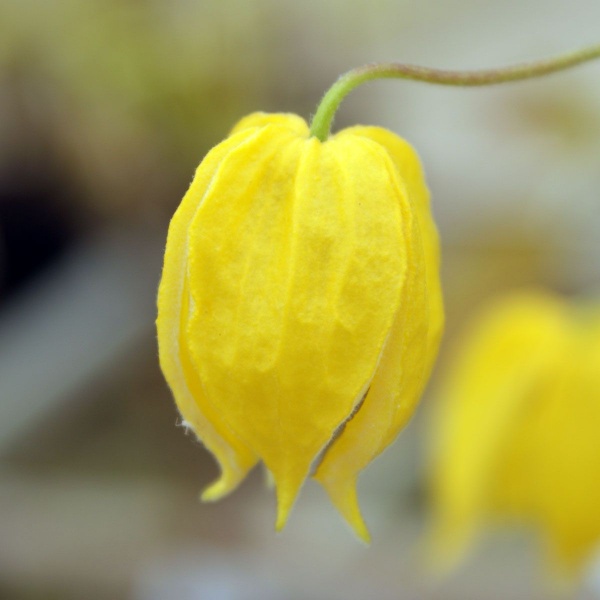 Clematis tangutica
