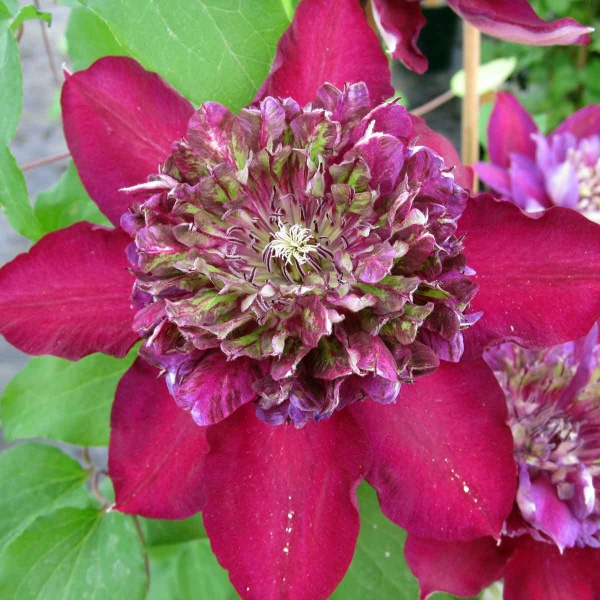 Clematis TEMPTATION 'Zotemp'