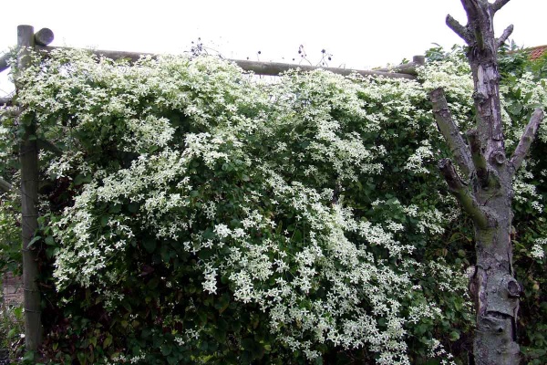 Clematis terniflora (Sweet Autumn Clematis)