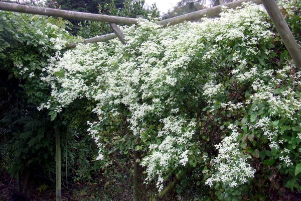 Clematis terniflora (Sweet Autumn Clematis)