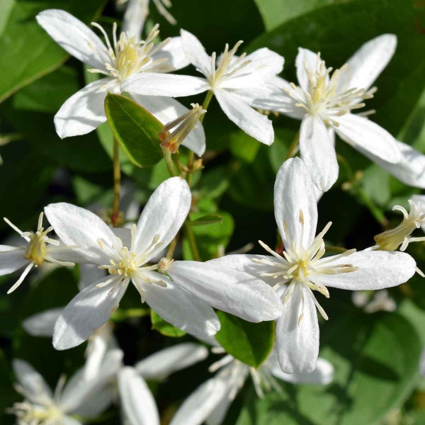 Clematis terniflora (Sweet Autumn Clematis)