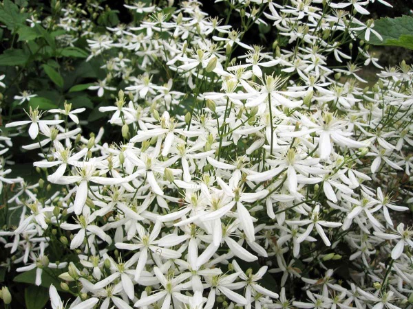Clematis terniflora var. mandschurica