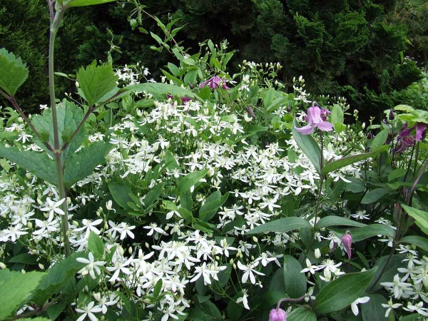 Clematis terniflora var. mandschurica