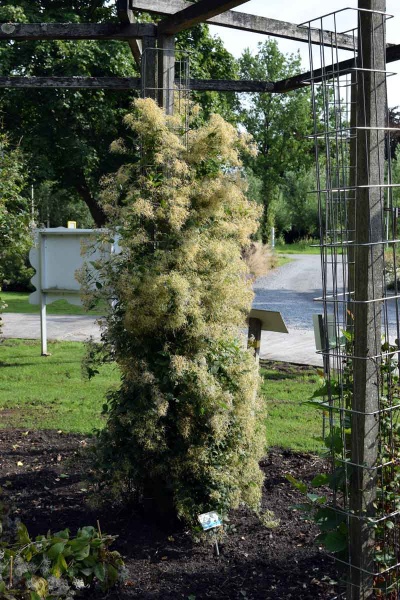 Clematis terniflora var. mandschurica