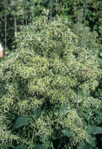 Clematis terniflora var. mandschurica