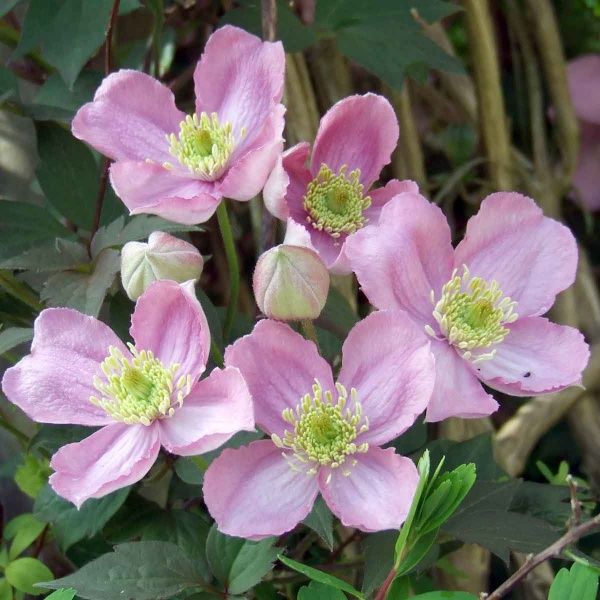 Clematis Tetrarose (montana var. rubens 'Tetrarose')