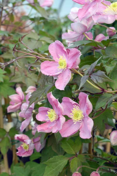 Clematis Tetrarose (montana var. rubens 'Tetrarose')