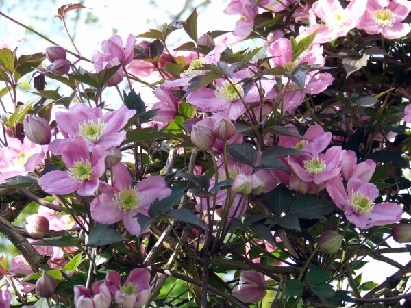 Clematis Tetrarose (montana var. rubens 'Tetrarose')