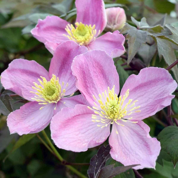 Clematis Tetrarose (montana var. rubens 'Tetrarose')