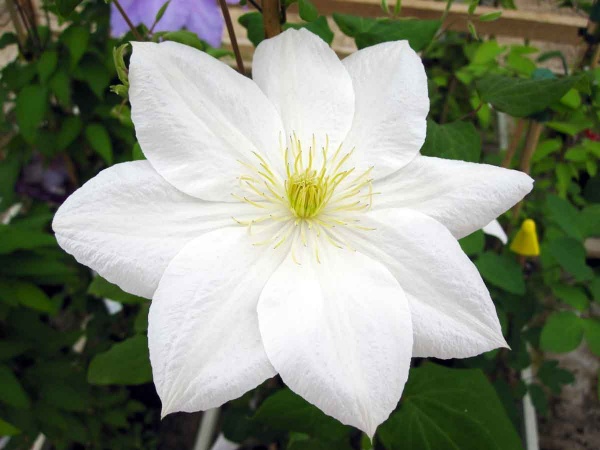 Clematis The Bride