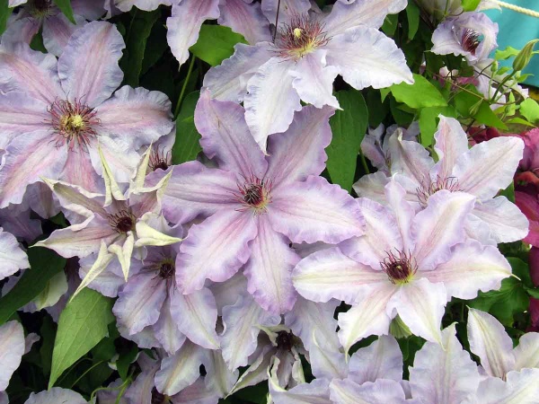 Clematis The First Lady