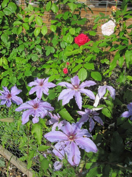 Clematis The First Lady