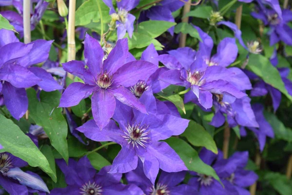 Clematis The President