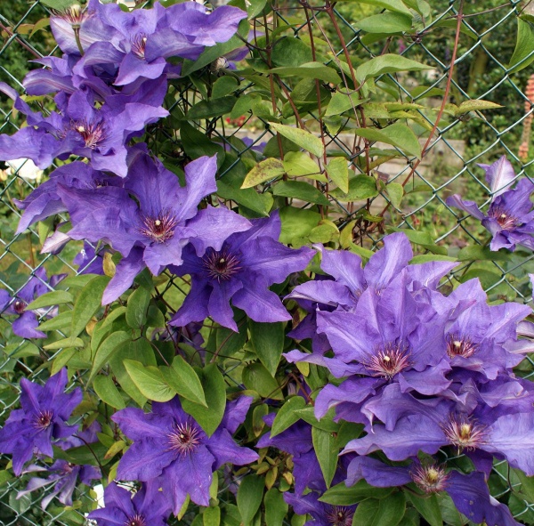 Clematis The President