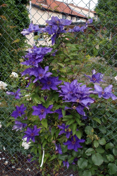 Clematis The President