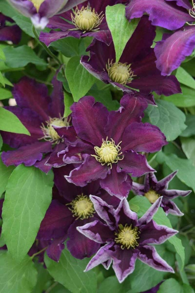 Clematis The Vagabond