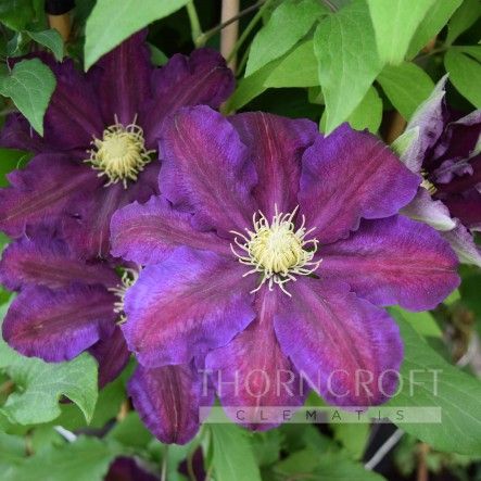 Clematis The Vagabond