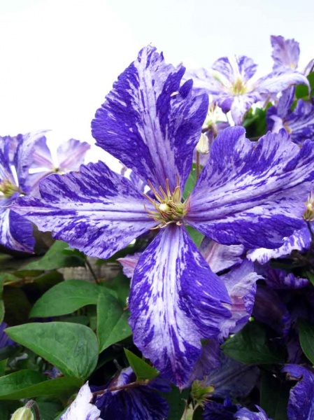 Clematis Tie Dye