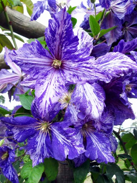 Clematis Tie Dye