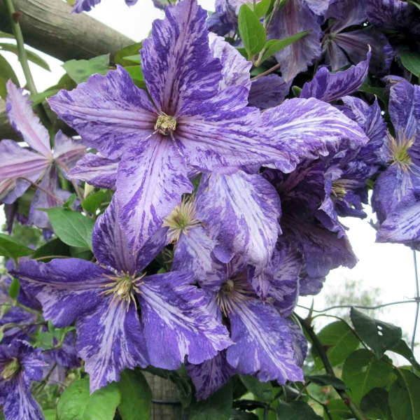 Clematis Tie Dye