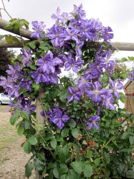 Clematis Tie Dye