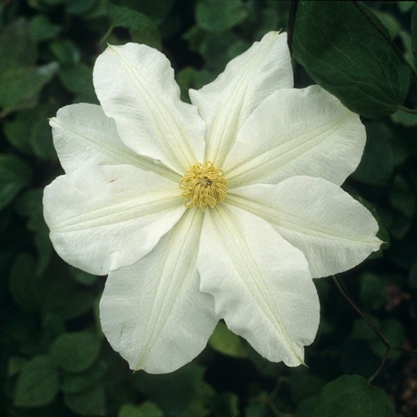 Clematis Toki