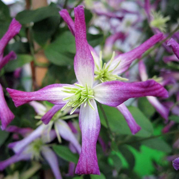 Clematis triternata Rubromarginata