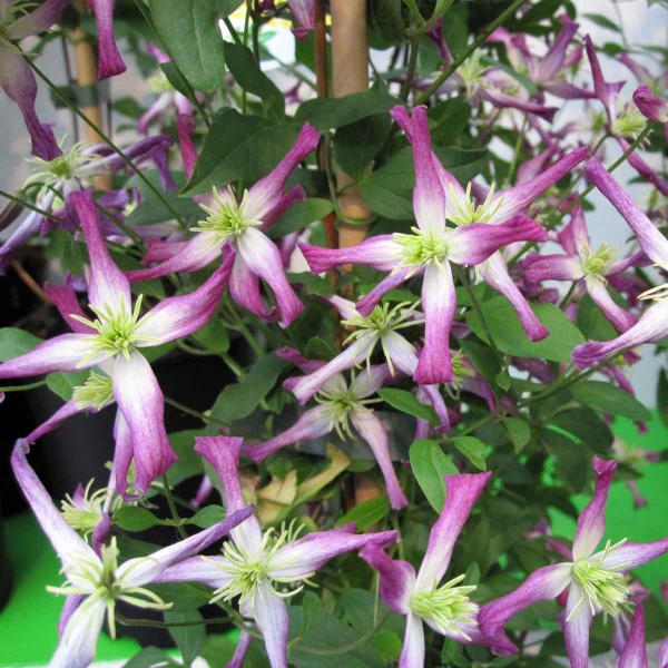 Clematis triternata Rubromarginata