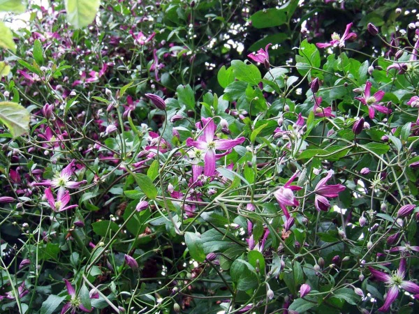 Clematis triternata Rubromarginata