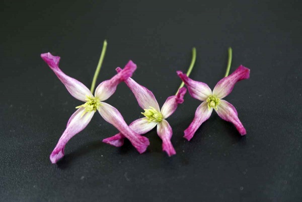 Clematis triternata Rubromarginata