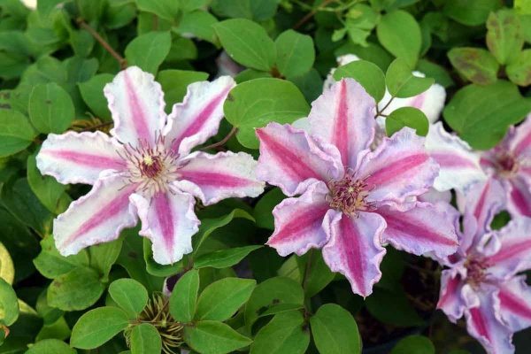 Clematis Tudor