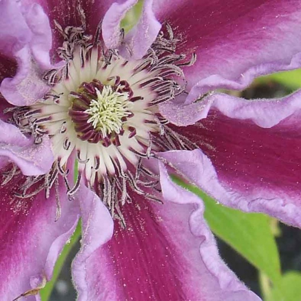 Clematis Tudor