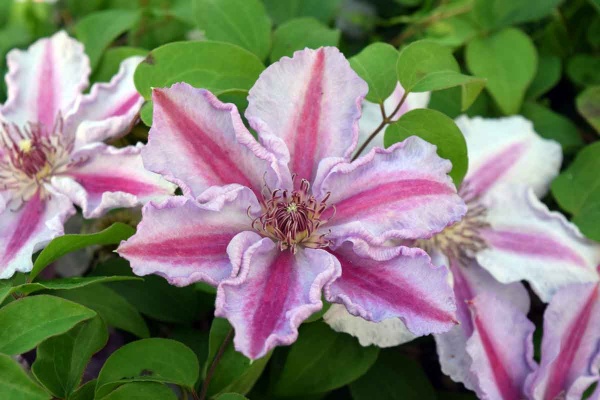 Clematis Tudor