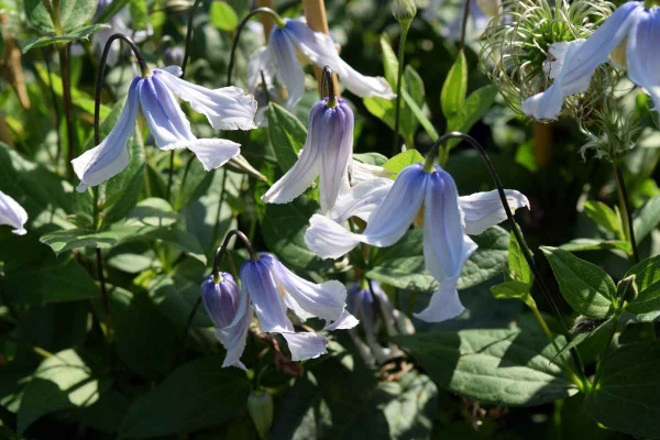 Clematis TWINKLE 'Zotwi'