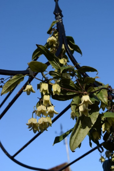 Clematis urophylla Winter Beauty