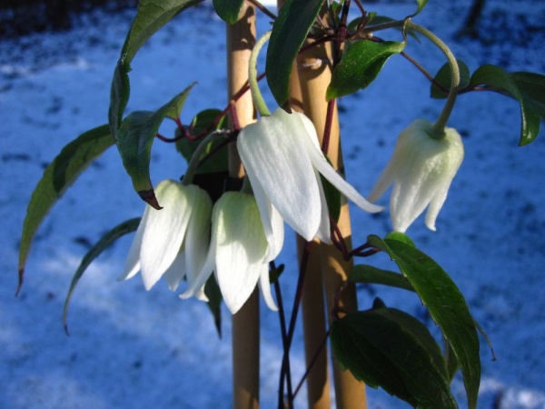 Clematis urophylla Winter Beauty