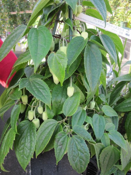 Clematis urophylla Winter Beauty