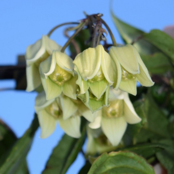 Clematis urophylla Winter Beauty