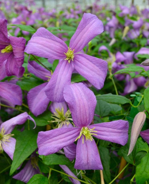 Clematis Valour