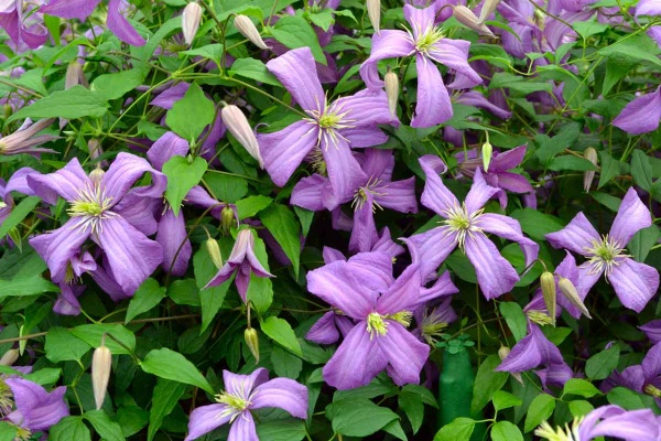 Clematis Valour