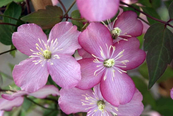 Clematis Van Gogh