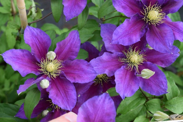 Clematis Varenne