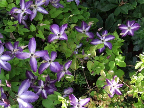 Clematis Venosa Violacea