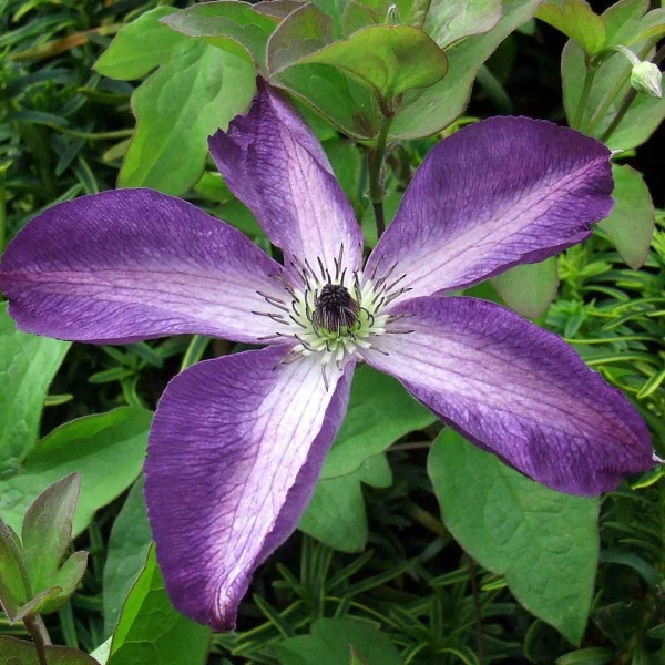 Clematis Venosa Violacea