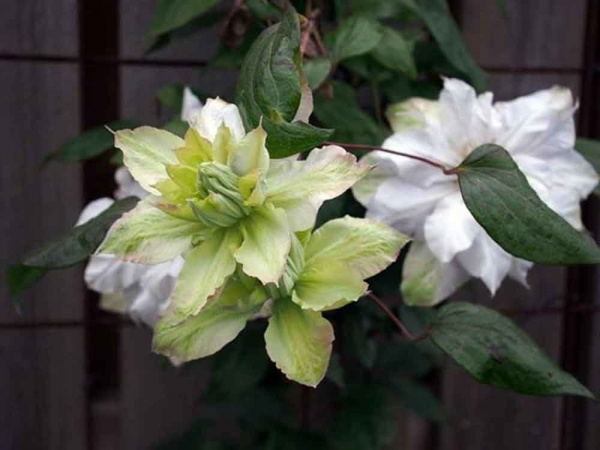 Clematis Veronicas Choice