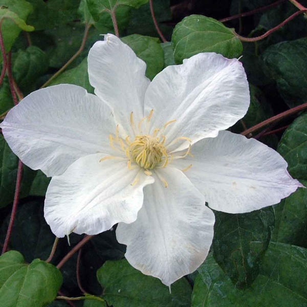 Clematis Veronicas Choice